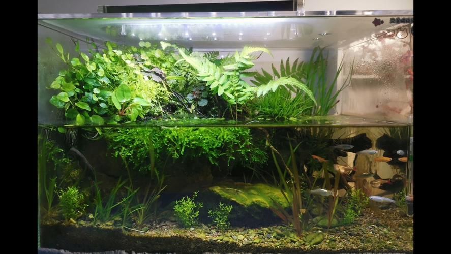科學飼養火龍魚蠑螈需要哪些設備，科學飼養火龍魚蠑螈