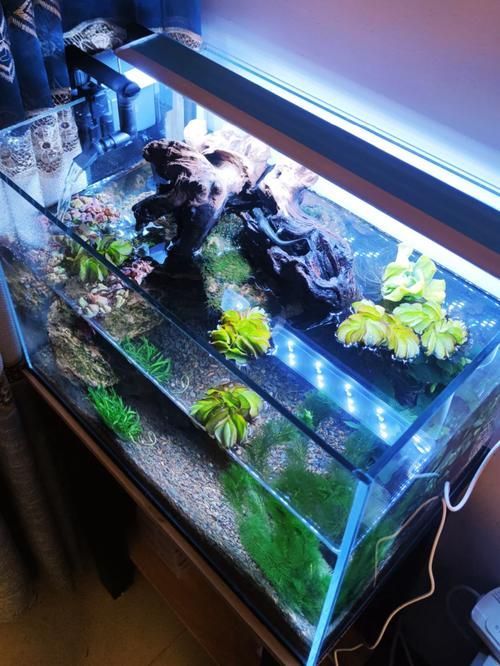 科學飼養火龍魚蠑螈需要哪些設備，科學飼養火龍魚蠑螈
