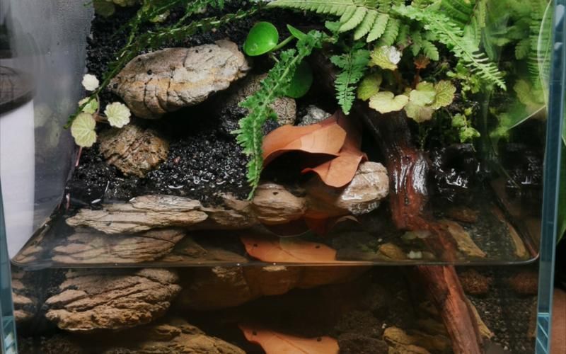 科學飼養火龍魚蠑螈需要哪些設備，科學飼養火龍魚蠑螈