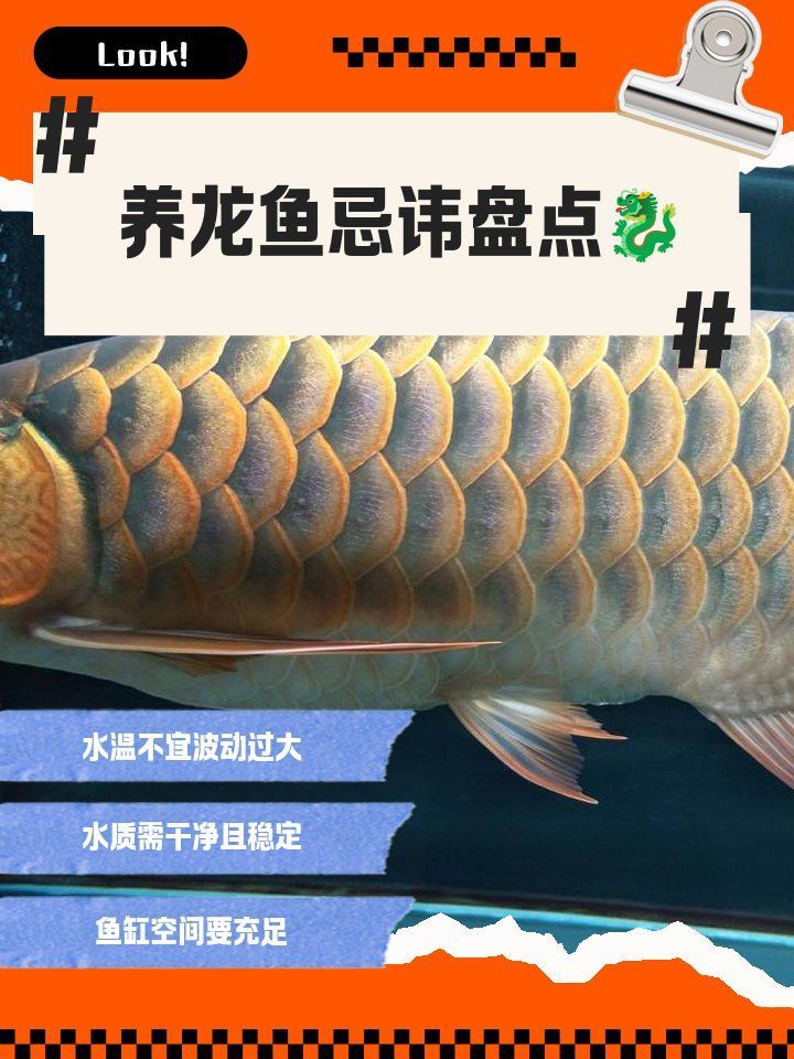 如何避免龍魚受到這三個禁忌的影響，養龍魚要避開三大禁忌，穩住水溫