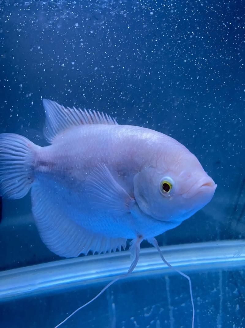 給我一些招財魚的圖片示例，招財魚圖片示例