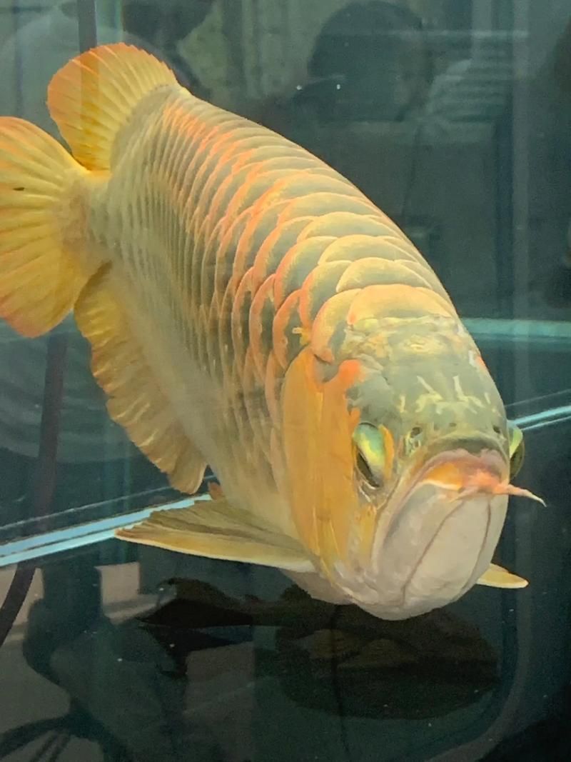給我一些招財魚的圖片示例，招財魚圖片示例