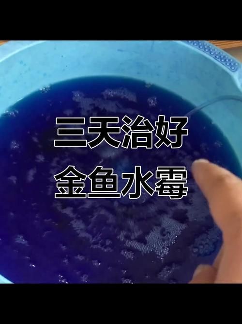 如何預防金魚受傷和感染，如何科學預防金魚受傷與感染