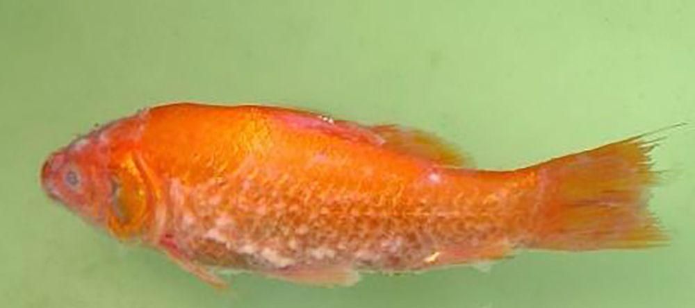 如何預防金魚受傷和感染，如何科學預防金魚受傷與感染