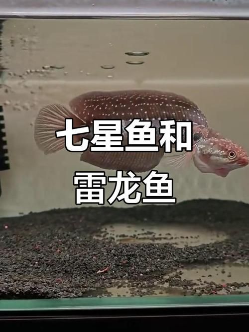 如何區(qū)分中華七星龍魚的品種，中華七星龍魚的鑒別