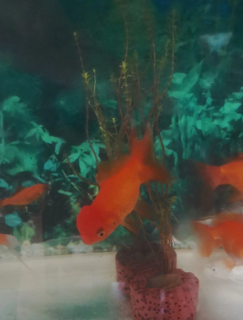 魚(yú)鼓肚子炸鱗后多久會(huì)恢復(fù)，如何判斷魚(yú)鼓肚子炸鱗后多久會(huì)完全恢復(fù)？