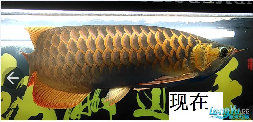 如何注冊成為龍魚之巔論壇的會員