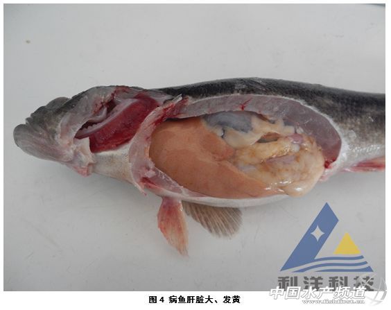 能否提供更多關于魚類細菌性疾病的信息，魚類細菌性疾病的診斷與防治