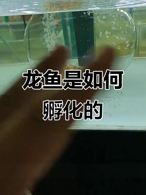 萬山龍魚的養殖方法