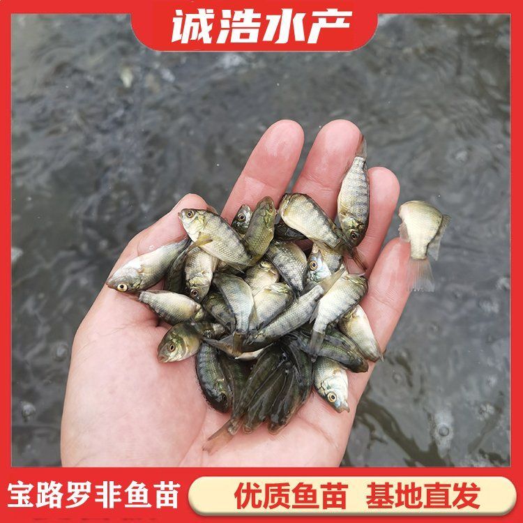 徐聞龍魚的養殖成本是多少？，徐聞龍魚養殖成本是多少徐聞龍魚養殖成本是多少