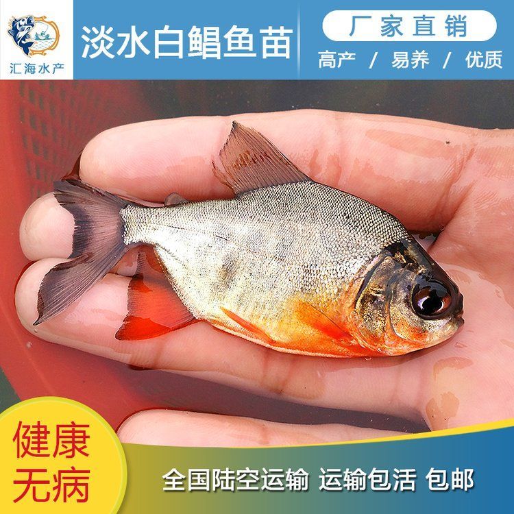 徐聞龍魚的養殖成本是多少？，徐聞龍魚養殖成本是多少徐聞龍魚養殖成本是多少