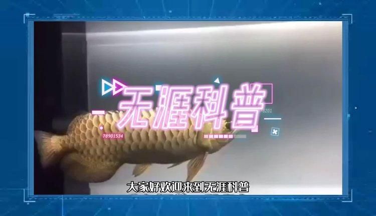 金龍魚飼養禁忌有哪些，金龍魚飼養十大核心禁忌