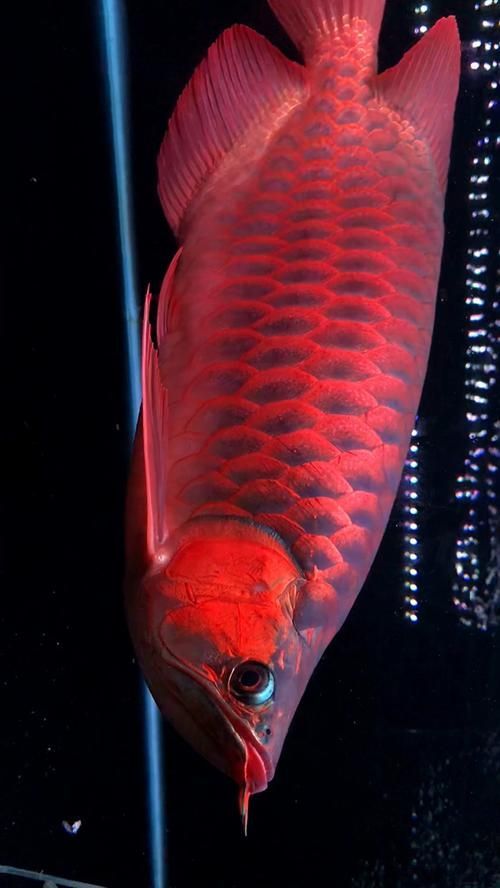 給我一些紅龍的圖片，紅龍品種鑒別圖鑒，金龍魚受傷后需要哪些護理