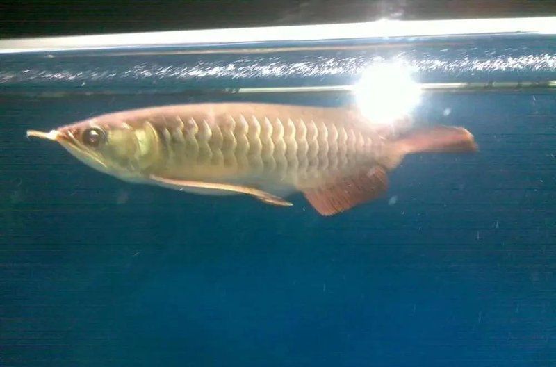 龍魚掉尾巴后多久會(huì)恢復(fù)？，龍魚掉尾巴后多久會(huì)恢復(fù)