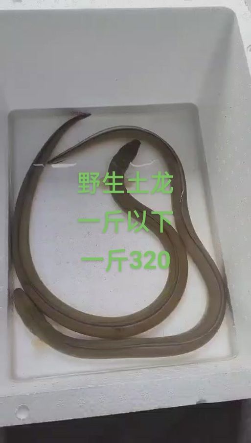 福建土龍魚的市場價格是多少？，福建土龍魚市場價格對比表，