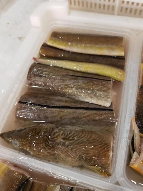 福建土龍魚的市場價格是多少？，福建土龍魚市場價格對比表，