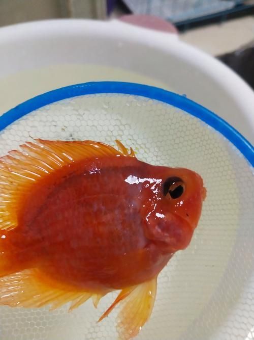 如何判斷龍魚生病并使用藥水治療