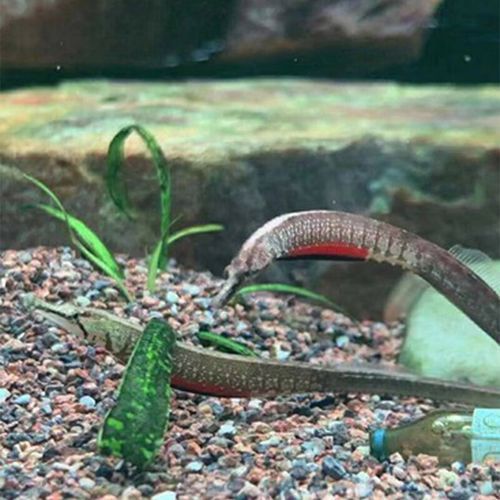 哪些品種的淡水海龍魚價格較高，哪些品種的淡水海龍魚價格較高？