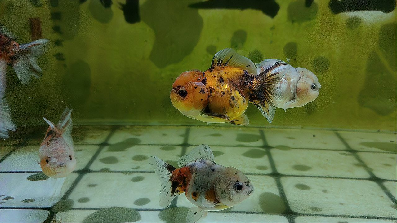 如何判斷金魚是否恢復(fù)健康，如何判斷金魚是否健康