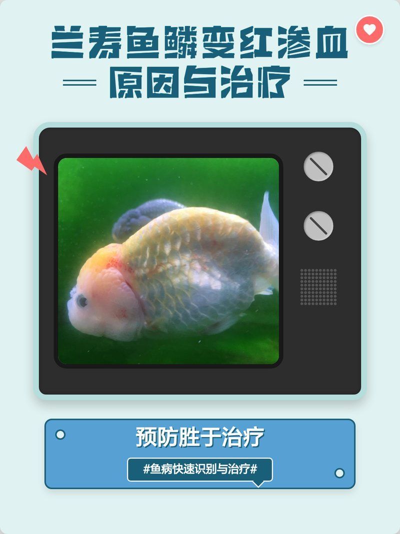 魚鱗變紅滲血是什么病，魚鱗變紅滲血是什么病，魚鱗變紅滲血是什么病理圖片