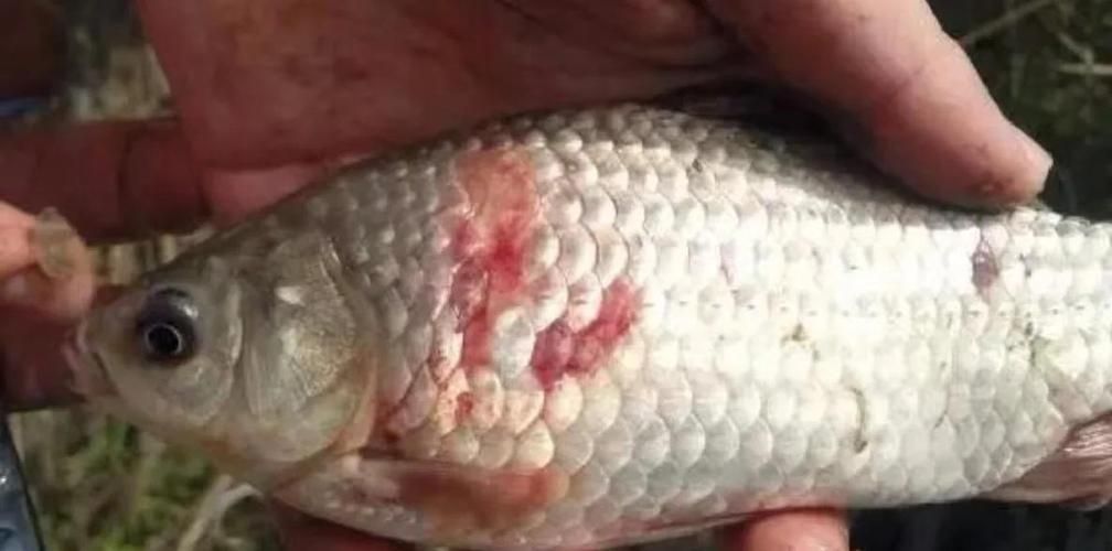 魚鱗變紅滲血是什么病，魚鱗變紅滲血是什么病，魚鱗變紅滲血是什么病理圖片