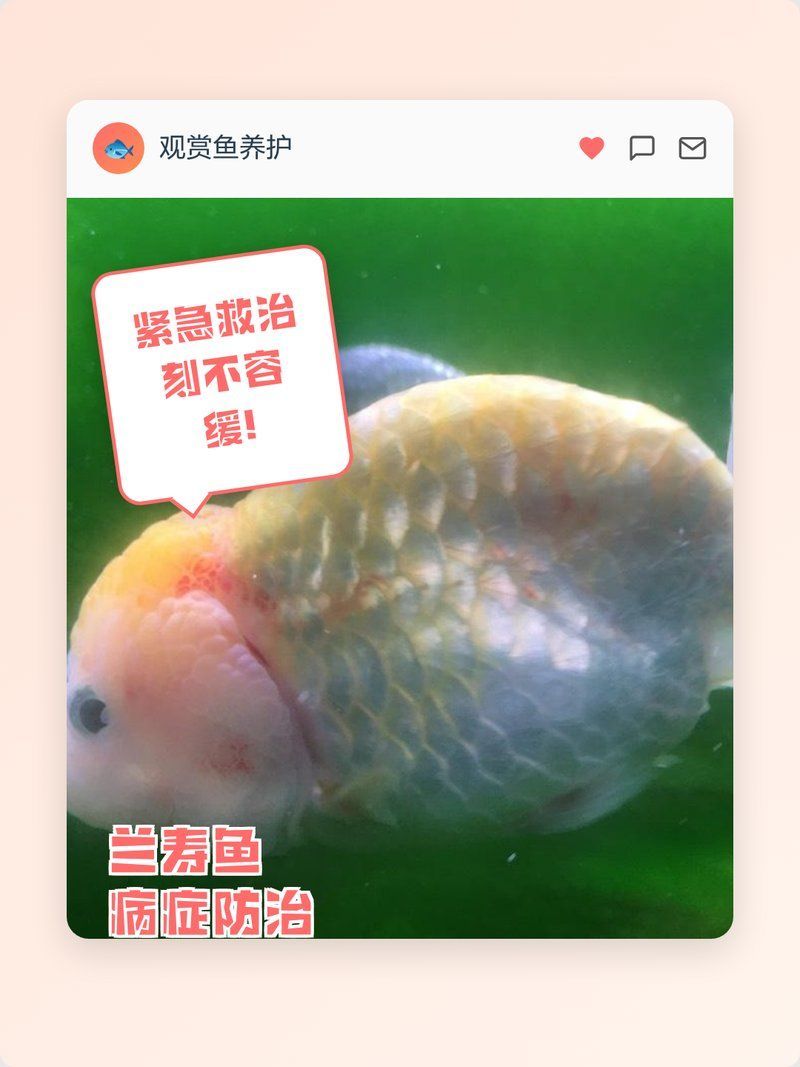 魚鱗變紅滲血是什么病，魚鱗變紅滲血是什么病，魚鱗變紅滲血是什么病理圖片