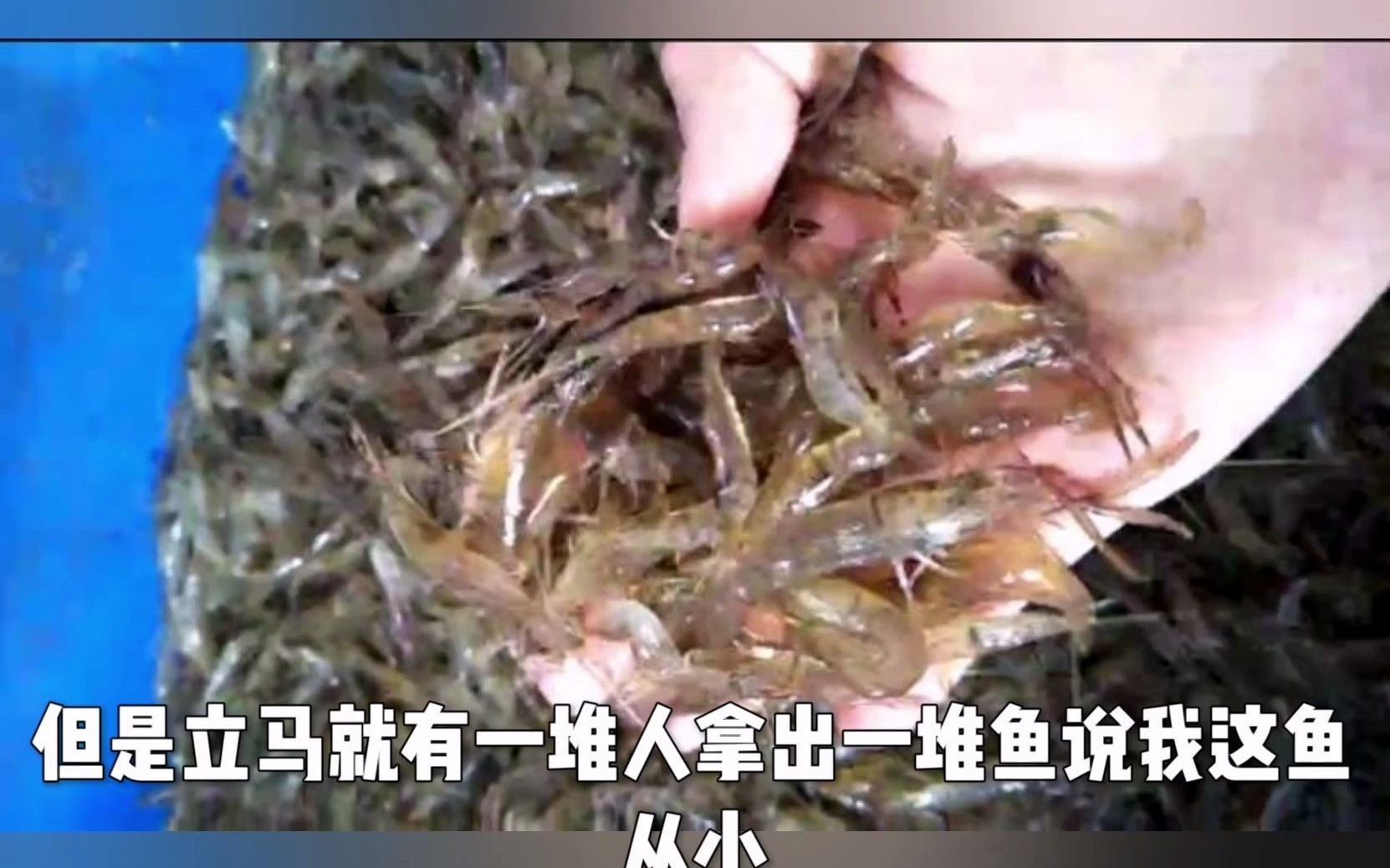 兜嘴龍魚如何飼養？，兜嘴龍魚系統飼養指南