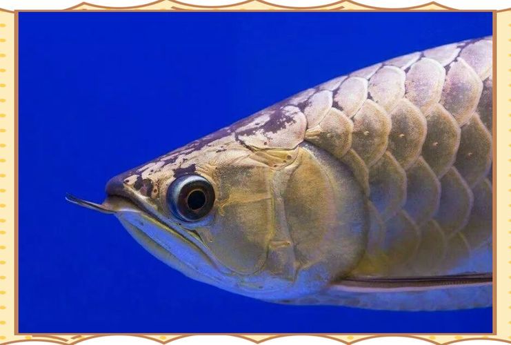兜嘴龍魚如何飼養？，兜嘴龍魚系統飼養指南