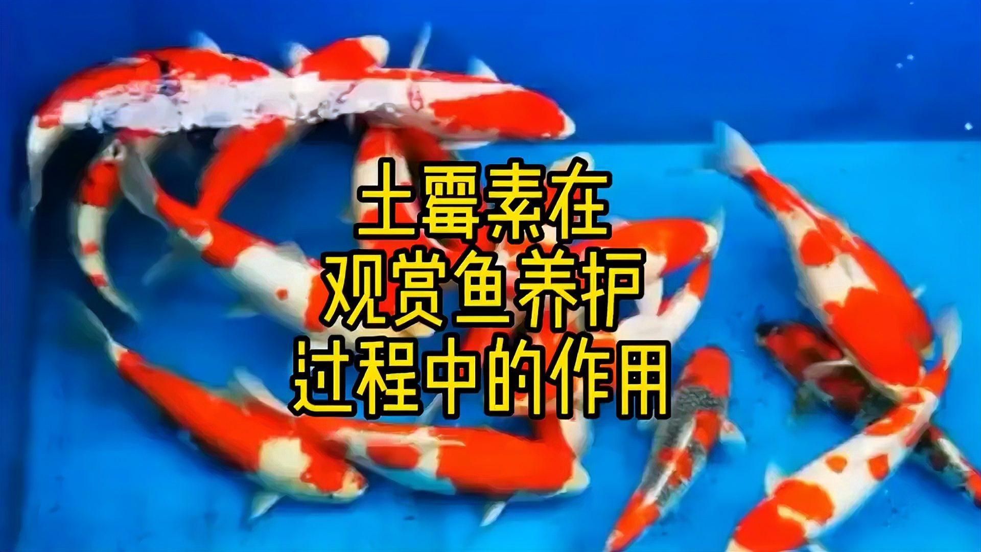 土霉素對哪些魚種無效，土霉素對哪些魚有效