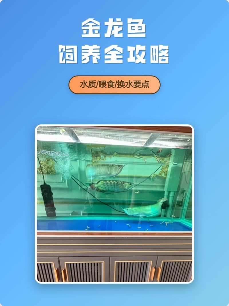 有沒有其他關于金龍魚飼養的視頻？，金龍魚飼養全攻略|水質/喂食/換水要點