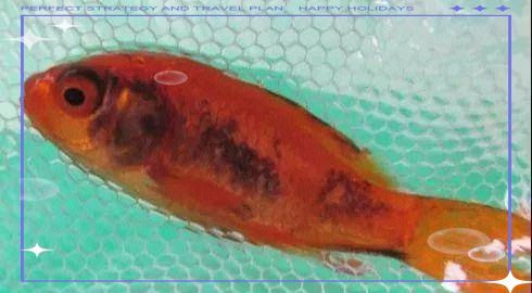 如何預防魚出現黑色霉斑，如何有效預防魚出現黑色霉斑