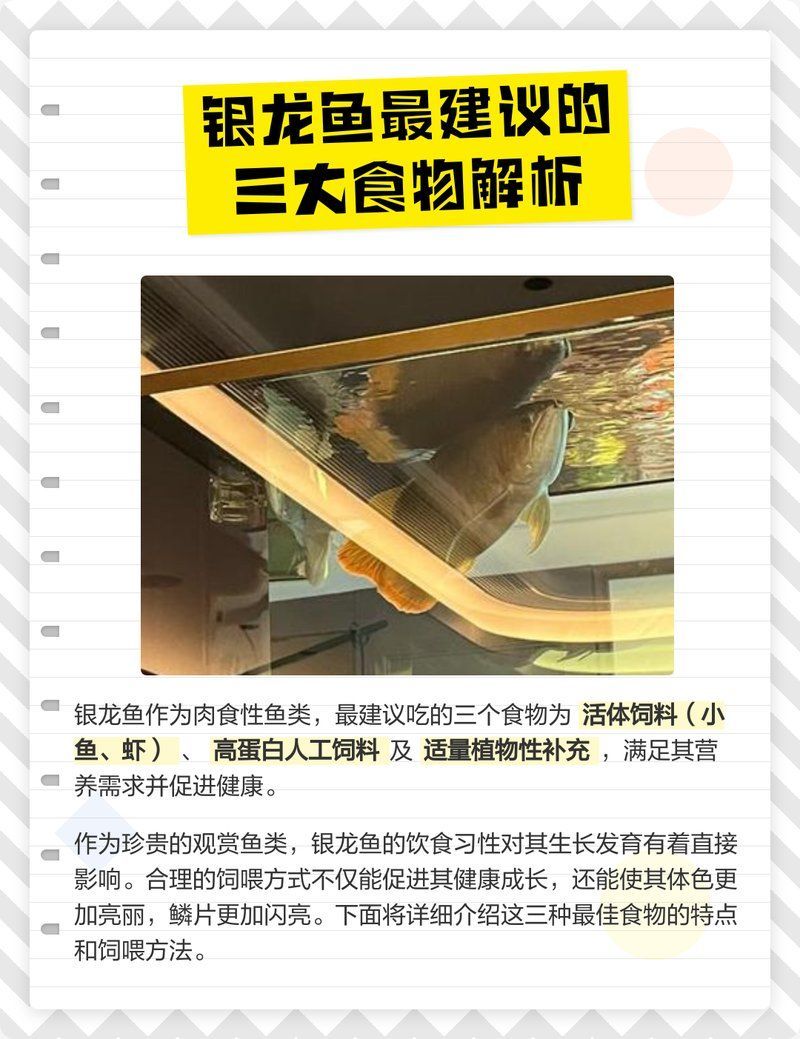 銀龍魚還有哪些食物選擇，銀龍魚各生長階段的喂食計(jì)劃表，銀龍魚喂食頻率如何調(diào)整
