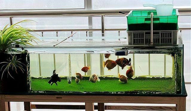 如何判斷魚(yú)缸中是否有有害藻類？