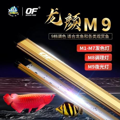 馬印神燈和仟湖龍魚燈哪個更好？，馬印神燈和仟湖龍魚燈哪個更神燈和仟湖龍魚燈哪個更好