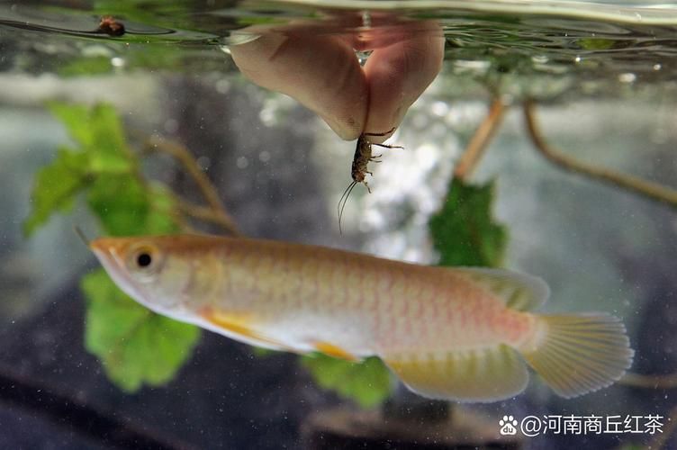 銀龍魚適合什么季節(jié)購買，銀龍魚的價(jià)格范圍是多少