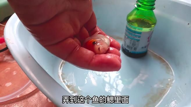 魚體潰爛后多久會恢復，魚體潰爛后多久會恢復思考完成