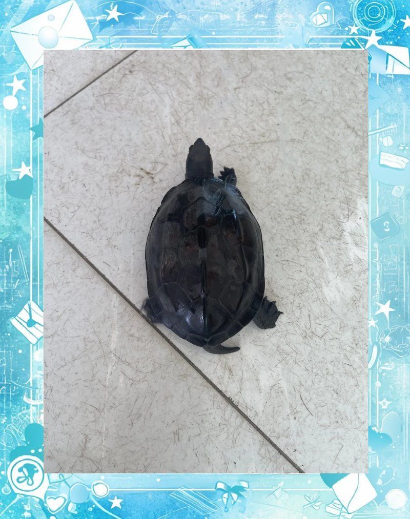 烏龜增色過程需要多長時間，烏龜增色過程需要多長時間,
