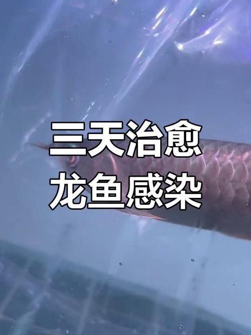 給我一些預防龍魚外細菌感染的圖片