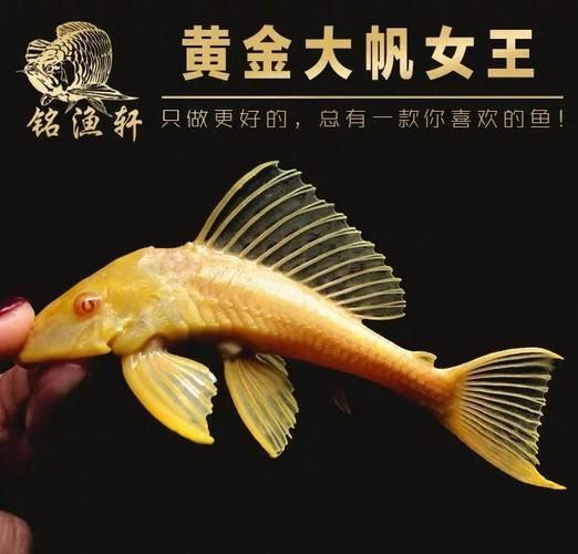 給我一些預防龍魚外細菌感染的圖片
