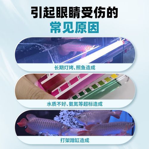 給我一些預防龍魚外細菌感染的圖片