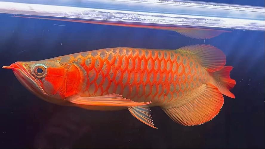 如何區分短身紅龍魚的真假，如何區分短身紅龍魚