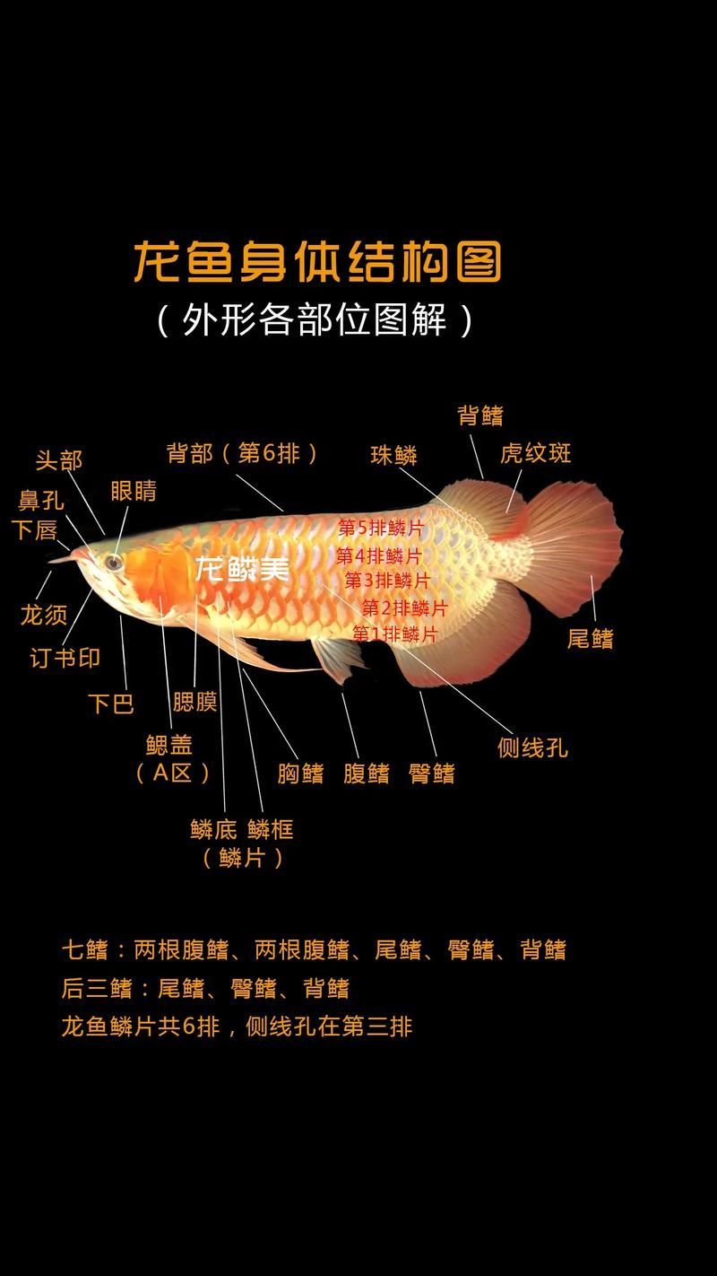 如何區分短身紅龍魚的真假，如何區分短身紅龍魚