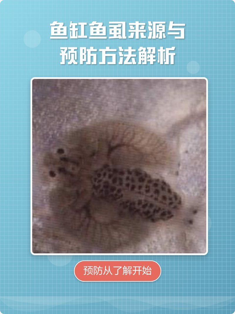有哪些天然方法可以預(yù)防魚虱，如何預(yù)防魚缸魚虱