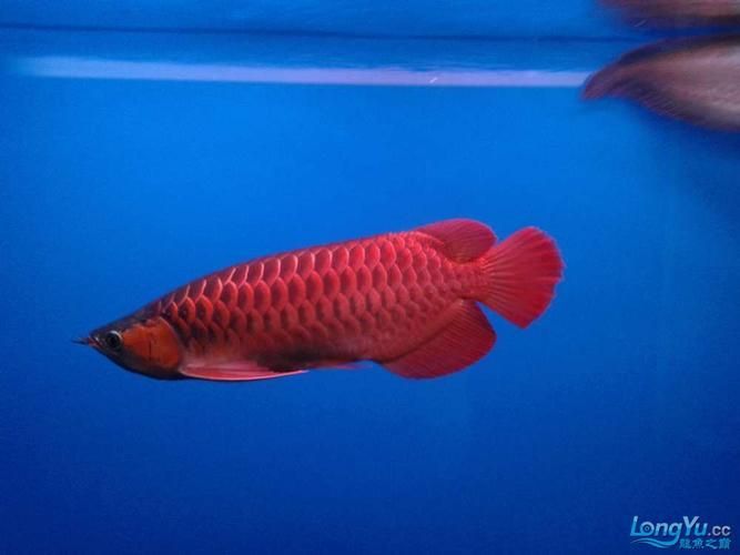 給我一些龍魚爛鰭的圖片示例，如何預防龍魚爛鰭的發生