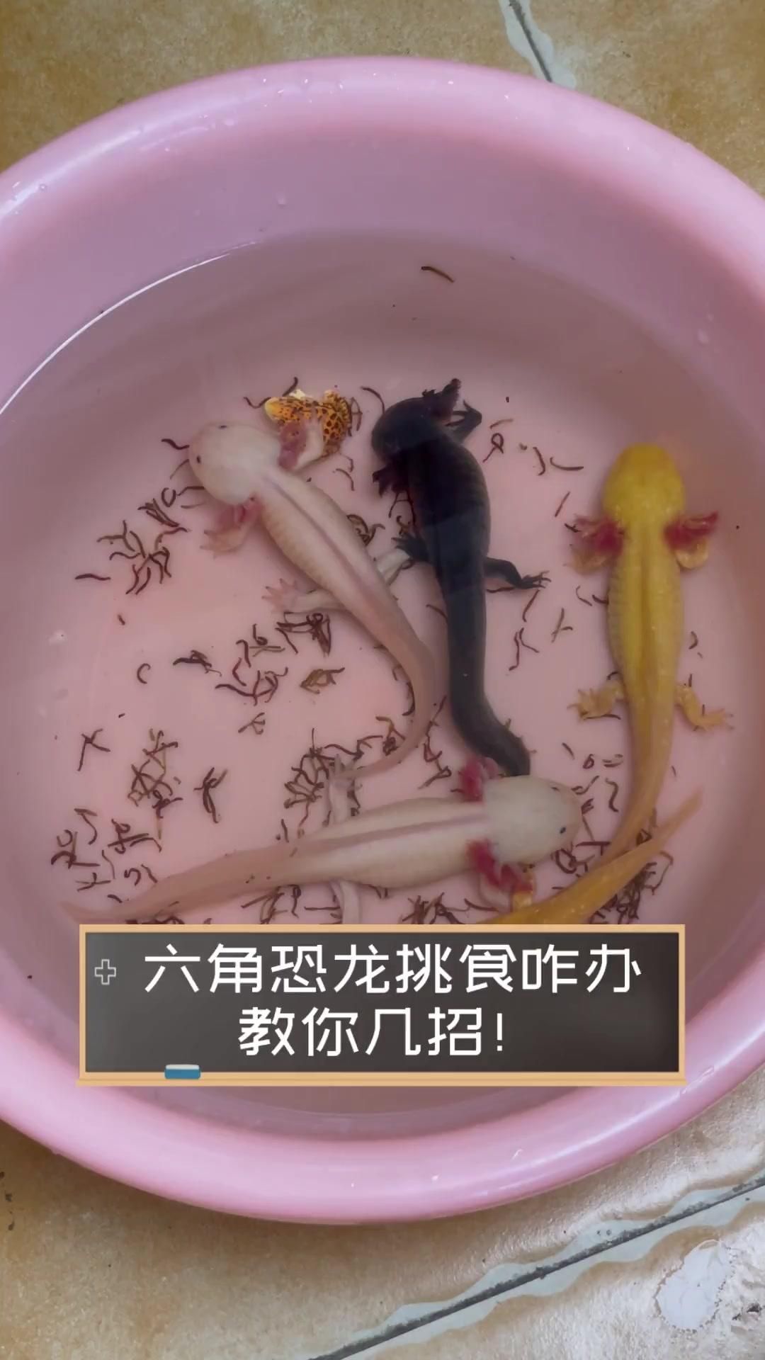 六角龍魚的最佳飼養(yǎng)溫度是多少，六角龍魚最佳飼養(yǎng)溫度是多少六角龍魚的最佳飼養(yǎng)溫度是多少