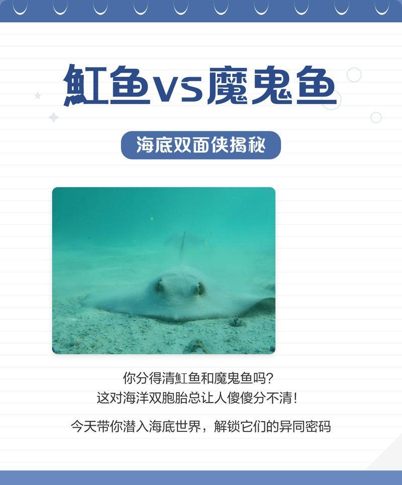 魟魚，海底雙面俠揭秘[需手動填充]魚vs魔鬼魚:海底雙面俠揭秘