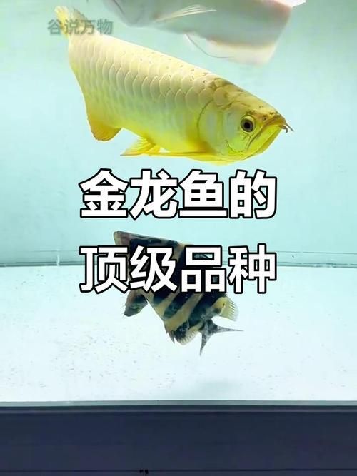 給我一些鑒別金龍魚稀有度的圖片示例，如何鑒別金龍魚的稀有度