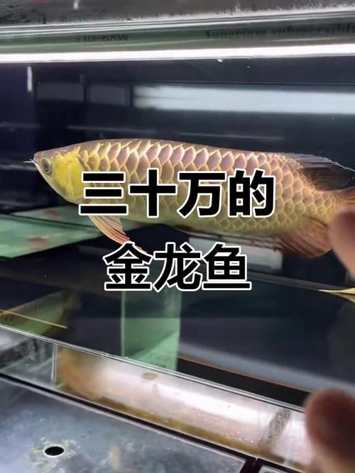 給我一些鑒別金龍魚稀有度的圖片示例，如何鑒別金龍魚的稀有度