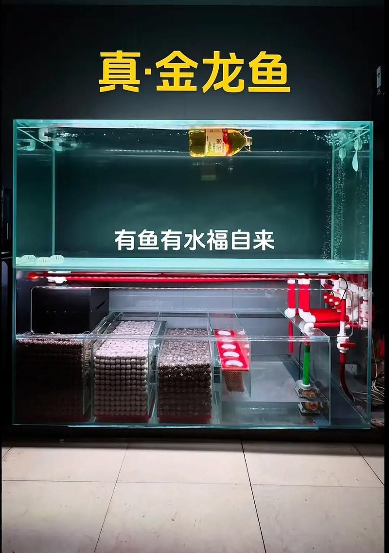 給我一些鑒別金龍魚稀有度的圖片示例，如何鑒別金龍魚的稀有度