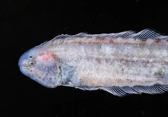 鲅魚寄生蟲有哪些檢測方法，鲅魚寄生蟲檢測技術(shù)